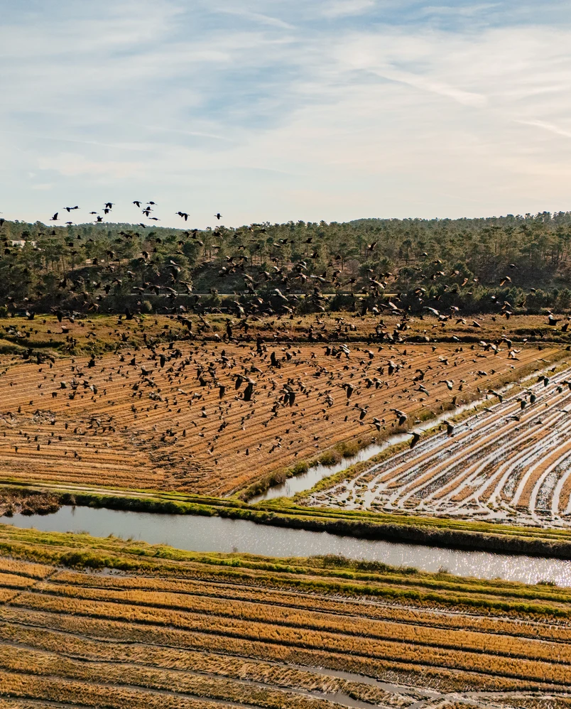 Large flock of migratory birds flying over the natural landscape, Experimental Group