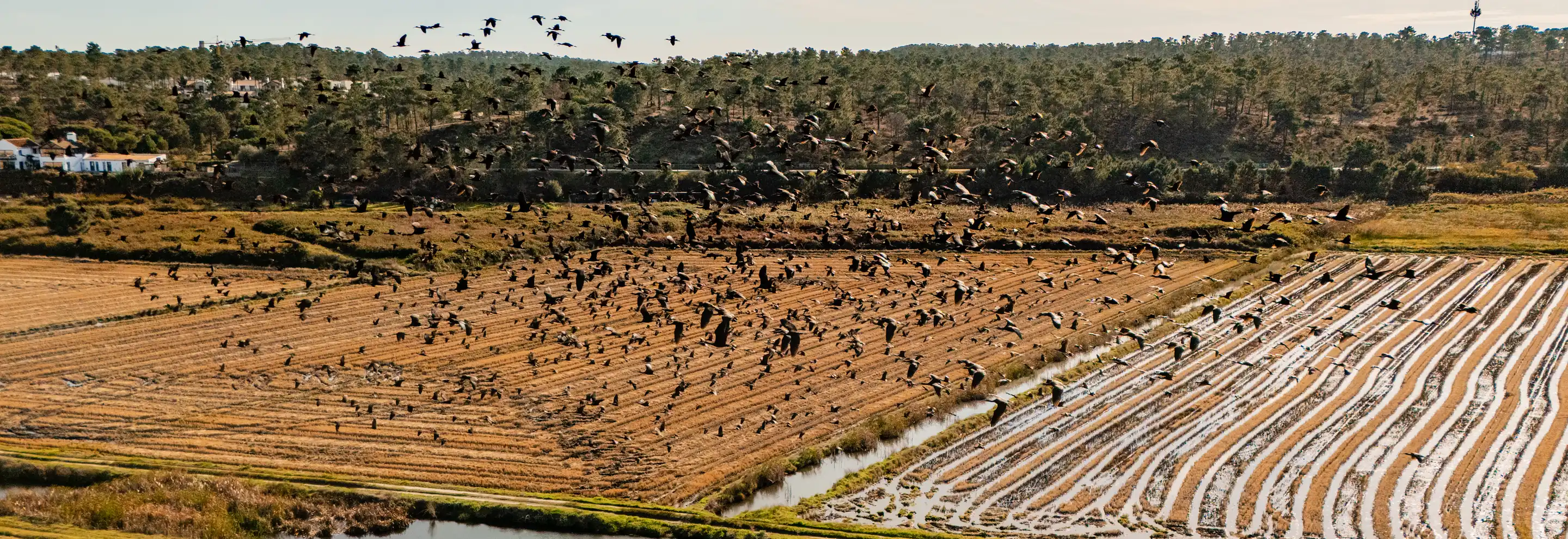 Aerial view of a flock of birds flying over rice fields, Experimental Group