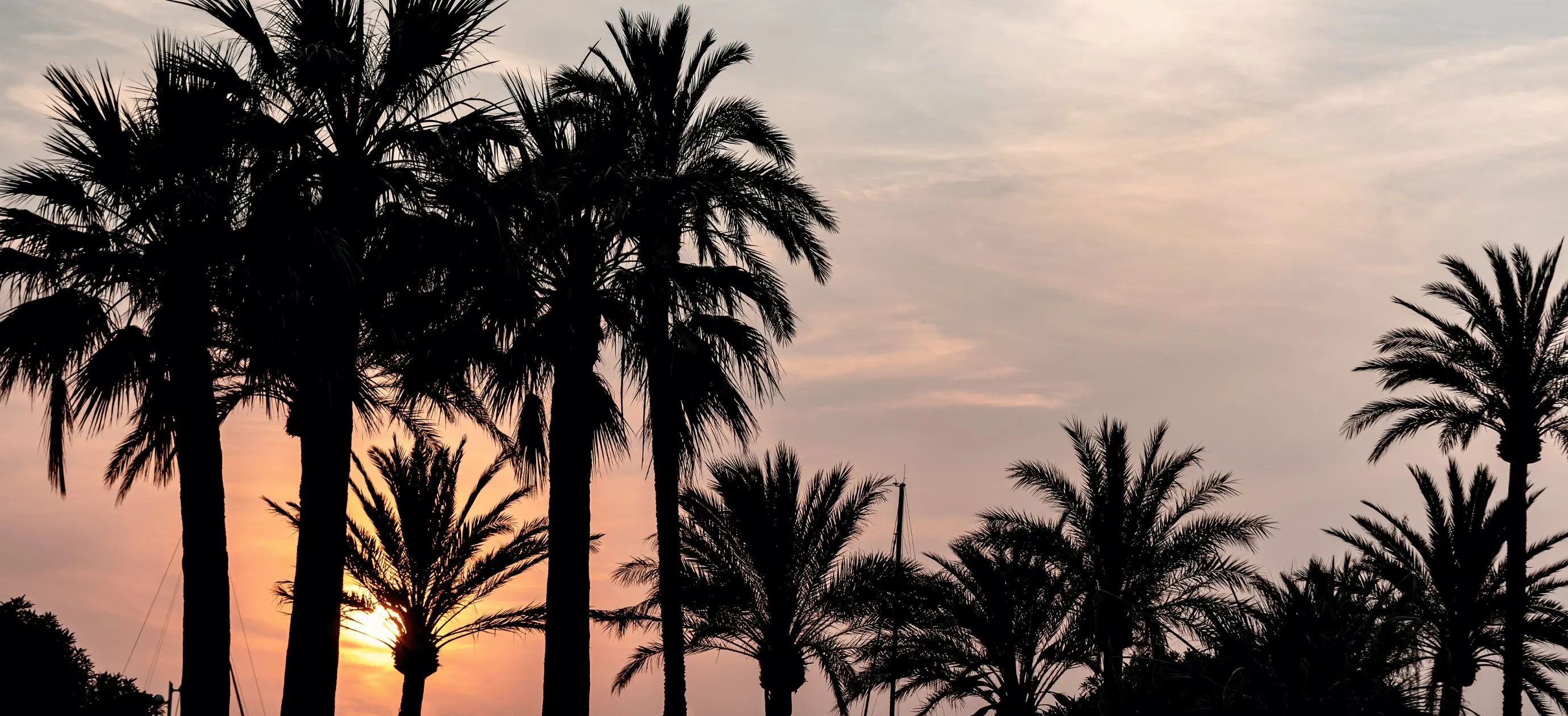 Silhouettes of palm trees against a colorful sunset sky with soft clouds.