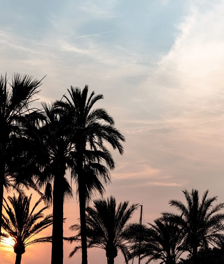 Silhouettes of palm trees against a colorful sunset sky with soft clouds.